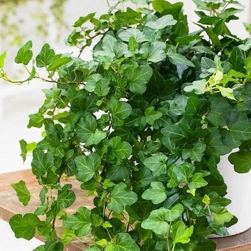 Bluszcz hedera helix 'Wonder' BLUSZCZ POSPOLITY
