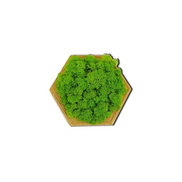 CHROBOTEK RENIFEROWY OBRAZ Z MCHU MECH NA ŚCIANĘ