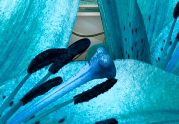 ДЕРЕВЯННАЯ РЕСТОРАННАЯ ЭКРАН b-C-0387-z-c_sj