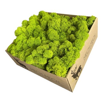 Mech chrobotek Fiński 500g Jasnozielony