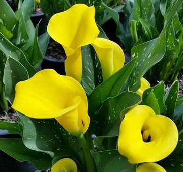 Kalia zantedeschia calla żółta cebulki Summaer Sun 3szt