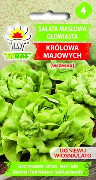SAŁATA MASŁOWA KRÓLOWA MAJOWYCH GŁOWIASTA ODMIANA WCZESNA NASIONA WARZYW 2G