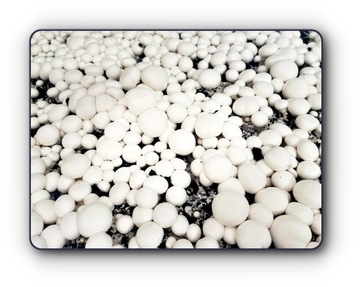 Белый гриб-мицелий, выращивание дома бесплатно 6в1