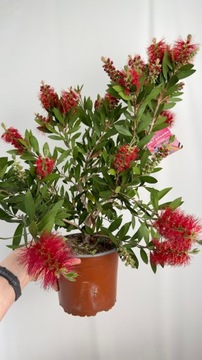 Kuflik cytrynowy CZERWONA Idealna na taras Callistemon