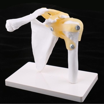Model anatomiczny stawu barkowego naturalnej wielkości z więzadłami dla