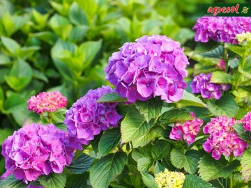 AGRECOL HORTIFOSKA КОНДИЦИОНЕР УДОБРЕНИЕ ДЛЯ РОДОДРОНОВ, ГИДРЕНЧИКОВ, АЗАЛИЙ, УТЕПЛИТЕЛЕЙ