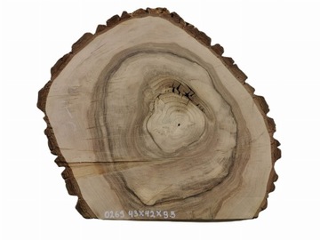Plaster Orzecha Włoskiego 43x42 Nietypowe Kształty