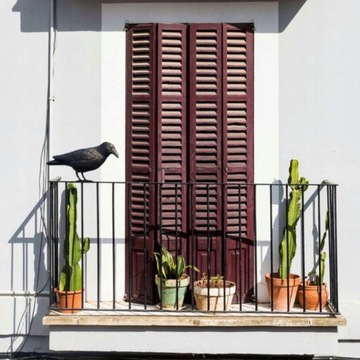 Большой отпугиватель птиц, голубей, скворцов ворон, качественный, черный.