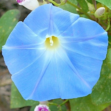 Трехцветный Wilec Heavenly Blue, небесно-голубой, 2 г, L