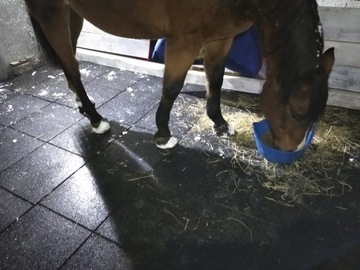 коврики для лошадей