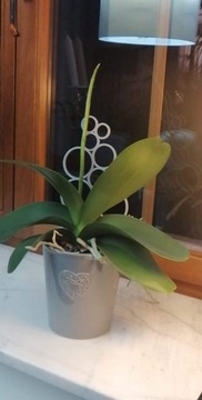 ПОДСТАВКА ДЛЯ ЦВЕТОВ, ЛЕСТНИЦА ДЛЯ РАСТЕНИЙ, ПЕРГОЛА