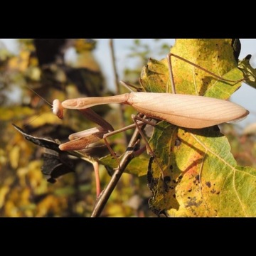 Hierodula membranacea ЛУЧШИЙ ДЛЯ ЗАПУСКА богомола