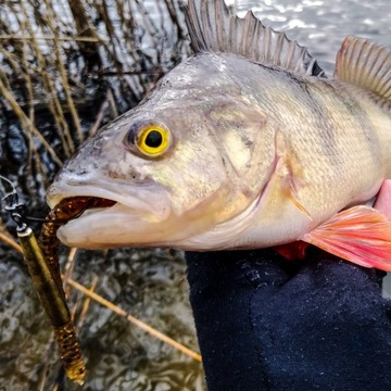 Накладки на окуня Professor Flying Worm 5 см - МИКС 8 шт.