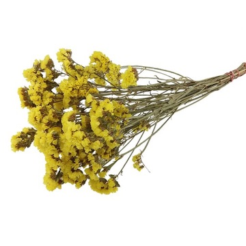 ZATRWIAN WRĘBNY ŻÓŁTY PĘK XL ~50cm limonium suszki