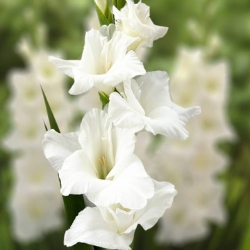 Gladiolus Mieczyk biały 5 szt. 10/12