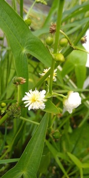 Strzałka wodna pełnokwiatowa Flore Plena do oczka