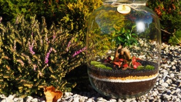 Микроклимат Лес в банке Бонсай, высота 33 Фиттония