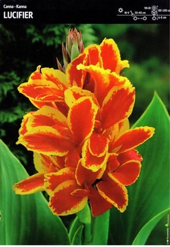 Kłącze Canna - Kanna Lucifier paciorecznik 1szt