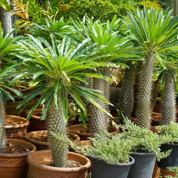 PACHYPODIUM LAMEREI piękna PALMA MADAGASKARU sukulent rozmiar S
