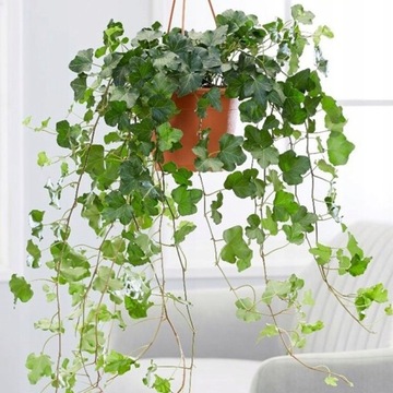 Плющ обыкновенный Hedera Helix Forest в банке, зеленый