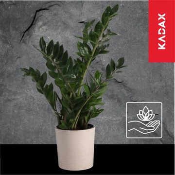 DONICZKA OSŁONKA NA KWIATY EKOLOGICZNA BIAŁA 30cm