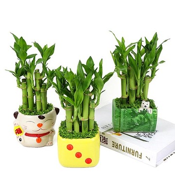 100 nasion lotosu Mini Non GMO nasion lotosu Bonsai do ogrodu