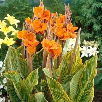 Kanna BENGALSKI TYGRYS Paciorecznik canna SADZONKA