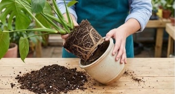 Премиальный субстрат для филодендронов, монстеры