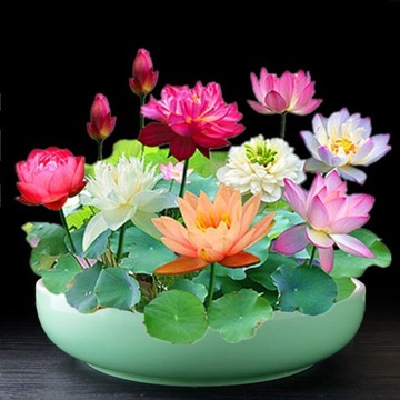 100 Nasion Lotosu Mini Non GMO Nasion Lotosu Bonsai Do Ogrodu