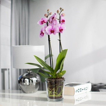 СТЕКЛЯННАЯ ПОКРЫТИЕ ДЛЯ ОРХИДЕИ Бесцветное H 13,5 см