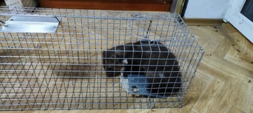 БОЛЬШИЕ ЖИВЫЕ ЛОВУШКИ МУЖЧИНЫ ЛОВУШКИ КРЫСЫ ЛОСКИ НОРКИ ТРУСЫ ПРОВЕРЕНО PL