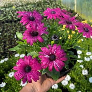 Саженец маргаритки африканской OSTEOSPERMUM PURPLE