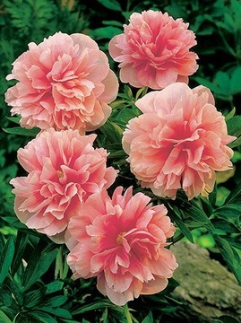 Piwonia Piwonie ROSEA PLENA CEBULKA 1 SZT/423