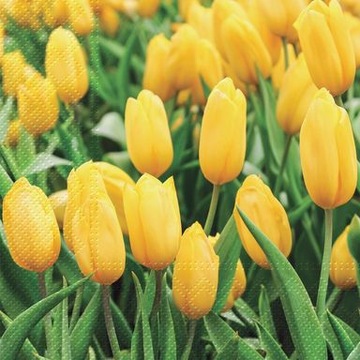 SERWETKI PAPIEROWE TULIPANY 20SZT.