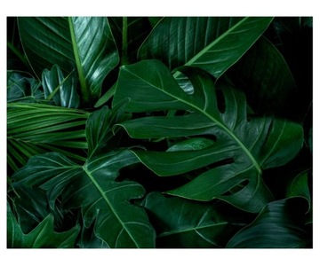Fototapeta 368x280cm Monstera zielone liście lub