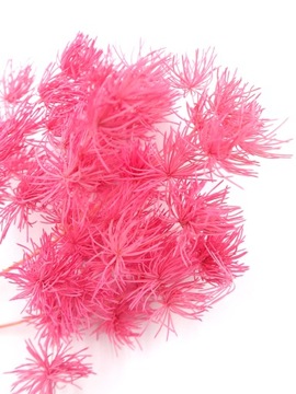 Стабилизированная спаржа, сухоцветы для тортов