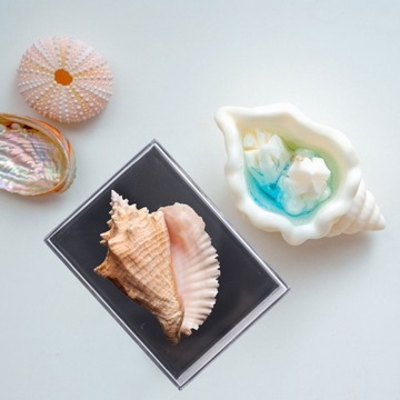 Витрина с образцами минералов