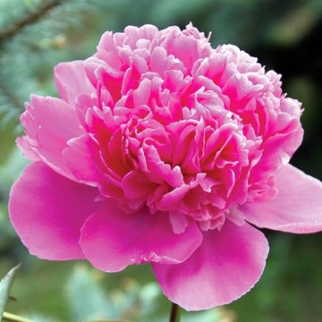 Paeonia Piwonia chińska Ursynów 1 szt.