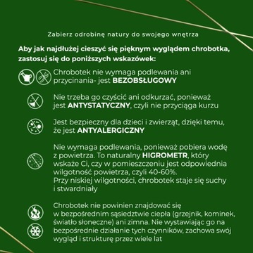 Декоративный мох Хроботек в горшке 20см, подарок