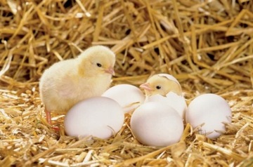 ЭКОЛОГИЧЕСКИЙ КЛУБНИК КЛУБНИКА 65х45х55 см