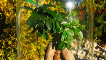 МикроКлимат Форест в банке высотой 42 Бонсай ДОСТАВКА