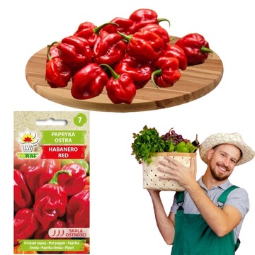 Papryka ostra Habanero Red nasiona 2 g