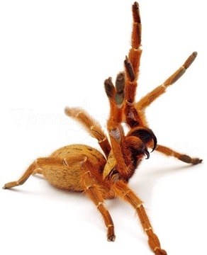 Pterinochilus murinus Солнечная птица 3.5-4DC