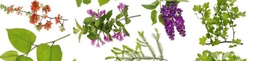 VIANEK SOOTHING Защитная помада
