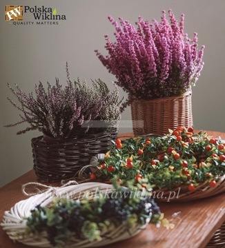 DONICZKA WIKLINOWA NA WRZOS WRZOSIEC CIEMNA 60cm