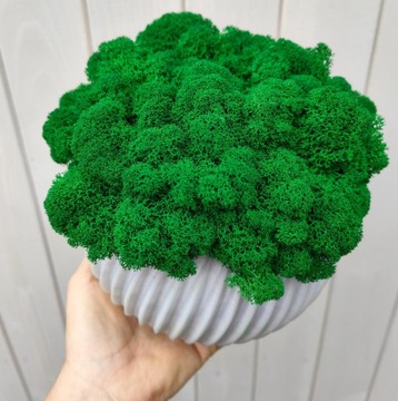 Вазон с мхом хроботек, 23 см, мох хроботек в сером горшке, 3D печать