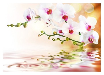Fototapeta 3D orchidea kwiaty 368x254 F00232