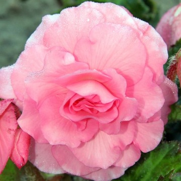 Begonia grandiflora pełna różowa 5 szt.