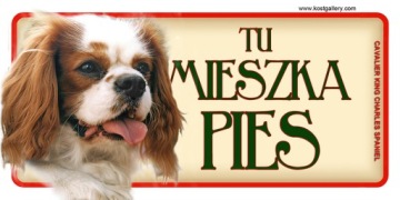 Кавалер кинг чарльз спаниель ТАБЛЕТКА