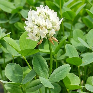 Nasiona Koniczyna Biała Euromic mikrokoniczna 100g